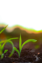 Poster - Growing Young Green Corn Seedling