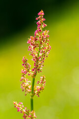 Sticker - pink flowers on the plain on a beautiful summer day