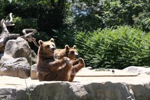 Brown Bears Sitting On A Stone In The Zoo