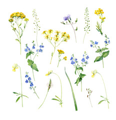 Wall Mural - Set of wild blue and yellow flowers on a white background