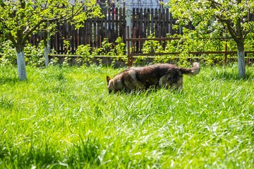 Poster - Old german shepherd dog playing in a park surrounded by a lot of trees