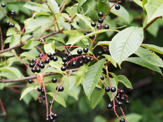 Sticker - Prunus padus, Gewöhnliche Traubenkirsche mit cluster von kleinen runden und glänzend schwarz steinfrucht auf kleinen gewölbten Ästen zwischen fein gezahnte grüne Blätter