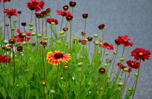 Gaillardia Aristata Bijou Compact, Dense Perennial, Toothed Leaf Edges. Flowers Red Edges Yellow With A Dark Center For Cutting. It Prefers Drier Soils, Not Wet. Use In Perennial Beds, Group Plantings