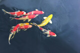 japanese koi fish eight carps are swimming vigorously, red, golden, white. in water
