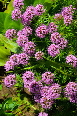 beautiful summer flowers in the Park. green grass. background for the design.