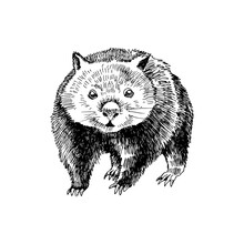 Hand Drawn Wombat