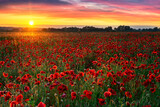 Fototapeta Do pokoju - Beautiful poppy field during sunrise