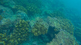 Fototapeta Do akwarium - Panoramic scene under water and blue background