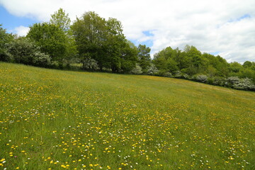 Wall Mural - Blossoming meadow in spring.