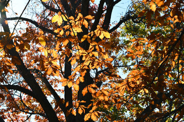 Vivid maples leaves in Autumn. Foliage of trees nature background. Concept for beautiful landscape scenery. Peaceful, serene atmosphere in the garden. Eco tourism travel concept. 