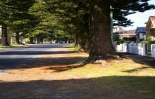 An Avenue Of Norfolk Island Pine Trees In Gipps Street, Port Fairy, Victoria, Australia.