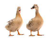 Two Duck Isolated On A White Background.