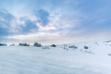 snow covered winter arctic tundra landscape of unspoiled nature with scattered trees with plenty of 