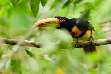 A collared aracari; pale-mandibled araçari (Pteroglossus torquatus erythropygius)