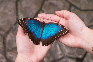 Bright blue butterfly in a woman's hands, moment in nature and feeling happy