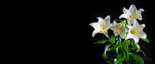 Lily Flowers Black Background White Blossoms Green Leaves