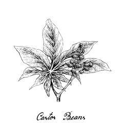 Illustration Hand Drawn Sketch of Castor Beans or Ricinus Communis. The Highest Amounts of Triglycerides and Ricinolein of Seed Oils.
