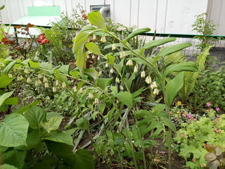 vegetables in a greenhouse