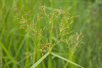 close up of  flowers green grass in the wind