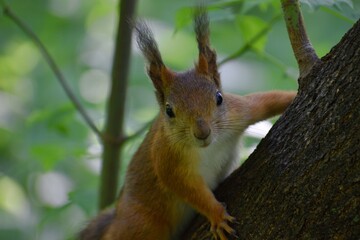 fluffy red squirrel on a tree in a park