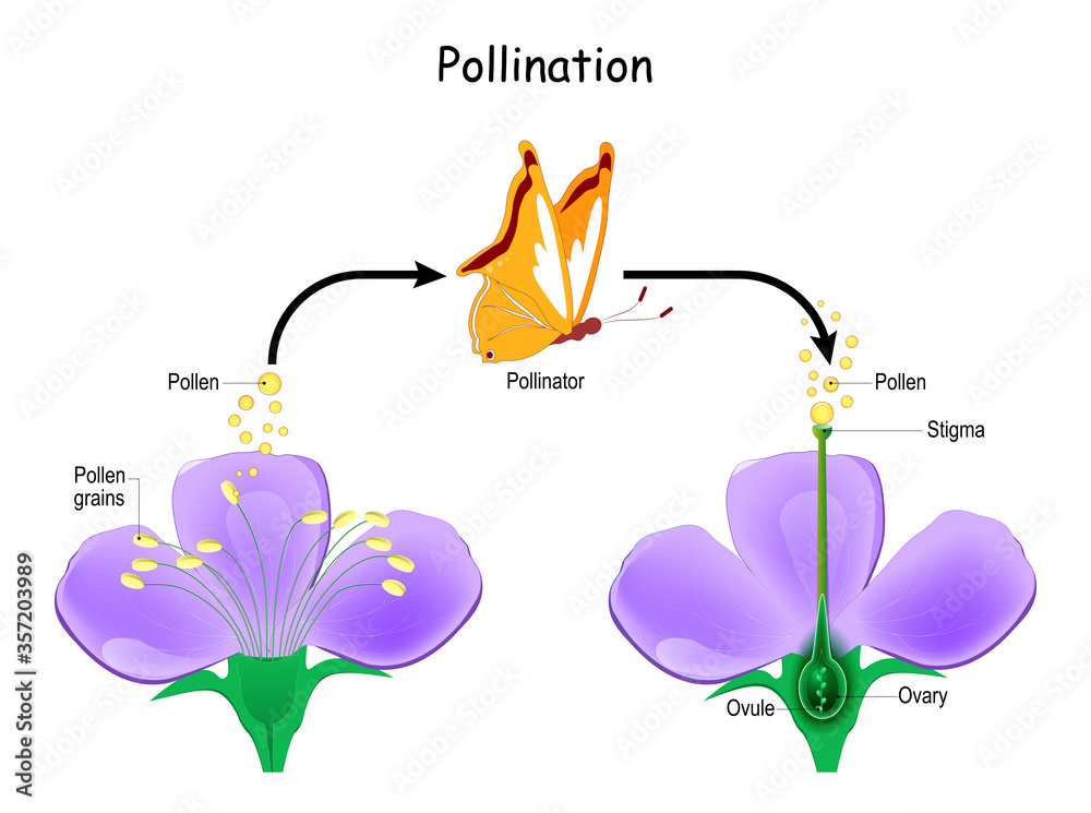 Cross-pollination using an animal of pollinator. butterfly and Anatomy of a flower. - obrazy, fototapety, plakaty 