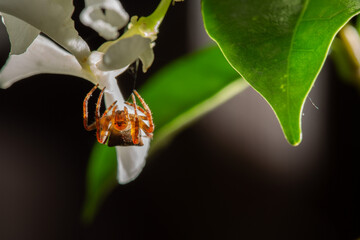 Araneus