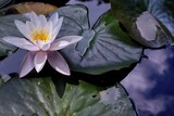 Fototapeta Kwiaty - kwiaty wodne grzybień 