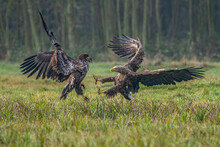 A Pair Of Battling White Tailed Eagles (Haliaeetus Albicilla) Appear To Be Performing Karate Mid-air. Poland, Europe. Fighting Eagles. National Bird Poland. 