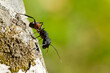 © Carlos - Hormiga (Messor barbarus), sobre la roca con fondo verde en el Parque Nacional de Monfragüe, Cáceres (España).