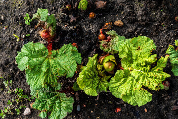 Wall Mural - Close up of young rhubarb just coming out of the ground (Rheum rhabarbarum)
