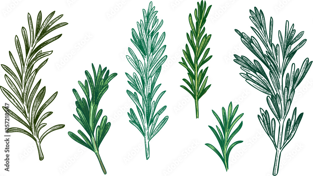 Sketch rosemary. Fresh rosemarys branches with leaves for seasoning, retro woodcut. Herb or plant for cooking or culinary. Vector isolated hand drawn vintage spice illustration set. - obrazy, fototapety, plakaty 
