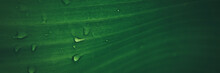 Rain Drop On Banana Leaf Texture Banner Background.