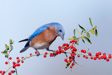 Eastern Bluebird Perched On Sprig Of Holly With Ripe Red Berries