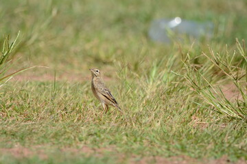 Common Sandpiper is on a grass