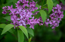 A Close Up Look At The Delicate Purple Petals Of A Lilac Bush With Bokeh Effect.