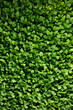Beautiful fresh green pattern made of green leaves