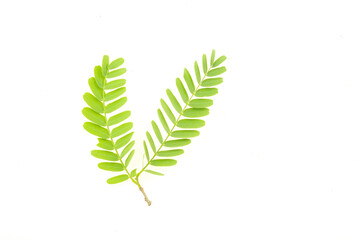 Wall Mural - Tamarind leaves