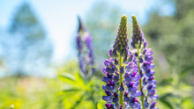 Beautiful Landscape With Purple Blooming Lupins ( Lupinus ) In Summer