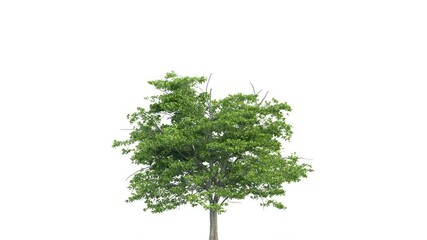 Big tree growth over time. 4KFull HD