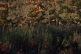 Fototapeta  - skraj lasu jesienią