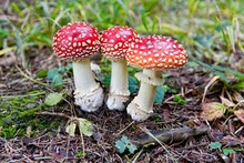 Close Up Of Red Toadstool Mushroom Family In The Forest. Three Little Red White Spotted Fungi In Natural Environment. Shallow Depth Of Field.