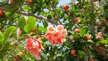 Orange Pomegranate Flowers. Close-up. Exotic Red Flowers, Fresh Green Leaves.