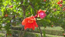 Orange Pomegranate Flowers. Close-up. Exotic Red Flowers, Fresh Green Leaves.