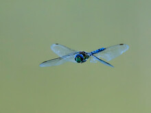 Closeup Photo Of Dragonfly With Transparent Wings, Neutral Colorful Background. Anax Imperator.