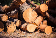 Sawn Logs Of Coniferous Trees