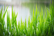 View Of The Lake Through The Green Reeds