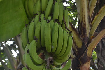 Banana Tree in Plantation
