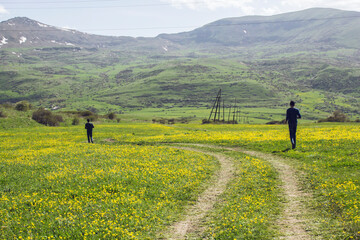 Wall Mural - field of yellow flowers