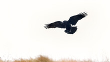 Raven In Flight With Wings Outstreched Flying Over The Crest Of A Grassy Cliff Top Against A Pale White Sky