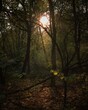 światło słońca w jesiennym lesie